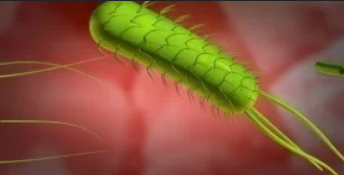 bakterija helicobacter pylori